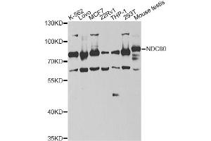 Western blot analysis of extracts of various cell lines, using NDC80 antibody (ABIN6292982) at 1:1000 dilution. (NDC80 抗体)
