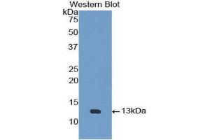 Western Blotting (WB) image for anti-Urotensin 2 (UTS2) (AA 20-120) antibody (ABIN3208779) (Urotensin 2 抗体  (AA 20-120))