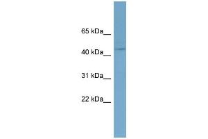WB Suggested Anti-EED Antibody Titration:  0. (EED 抗体  (N-Term))