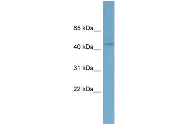 EED antibody  (N-Term)