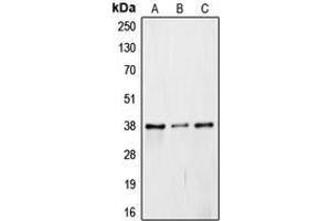 Western blot analysis of JAB1 expression in Caki1 (A), mouse embryo (B), rat liver (C) whole cell lysates. (COPS5 抗体  (Center))