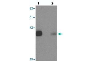 Western blot analysis of KCNK12 in rat brain tissue with KCNK12 polyclonal antibody  at 0. (KCNK12 抗体  (C-Term))