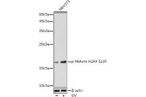 Western blot analysis of extracts of NIH/3T3 cells, using Phospho-Histone H2AX-S139 antibody (ABIN3023621, ABIN3023622, ABIN3023623, ABIN1513352 and ABIN6225475) at 1:500 dilution. (Histone H2A 抗体  (pSer139))