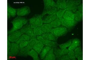 Immunocytochemistry/Immunofluorescence analysis using Mouse Anti-Hsp40 Monoclonal Antibody, Clone 3B9. (DNAJB1 抗体  (Biotin))