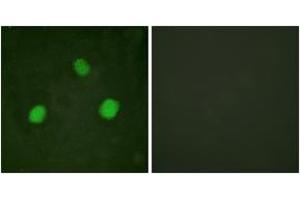 Immunofluorescence analysis of HeLa cells, using Histone H3. (Histone H3.3 抗体  (pSer31))