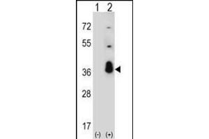 Western blot analysis of SFRS1 (arrow) using rabbit polyclonal SFRS1 Antibody (C-term) (ABIN390841 and ABIN2841068). (SRSF1 抗体  (C-Term))