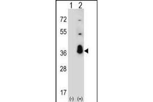 Western blot analysis of SFRS1 (arrow) using rabbit polyclonal SFRS1 Antibody (C-term) (ABIN390841 and ABIN2841068). (SRSF1 抗体  (C-Term))