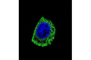 Immunofluorescence (IF) image for anti-Dopa Decarboxylase (Aromatic L-Amino Acid Decarboxylase) (DDC) (AA 32-61), (N-Term) antibody (ABIN651727)