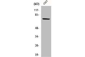 Western Blot analysis of COS7 cells using HSP A9 Polyclonal Antibody (HSPA9 抗体  (C-Term))