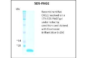 SDS-PAGE (SDS) image for Chemokine (C-X-C Motif) Ligand 1 (Melanoma Growth Stimulating Activity, Alpha) (CXCL1) (Active) protein (ABIN5509436) (CXCL1 蛋白)