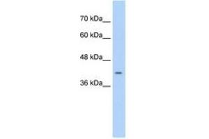 Image no. 1 for anti-Calcium Channel, Voltage-Dependent, beta 2 Subunit (CACNB2) (AA 536-585) antibody (ABIN203370)
