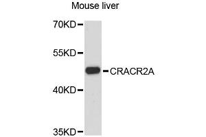 Western blot analysis of extracts of mouse liver, using CRACR2A antibody. (EFCAB4B 抗体)