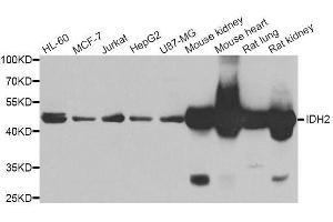 Western blot analysis of extracts of various cell lines, using IDH2 antibody. (IDH2 抗体  (AA 193-452))