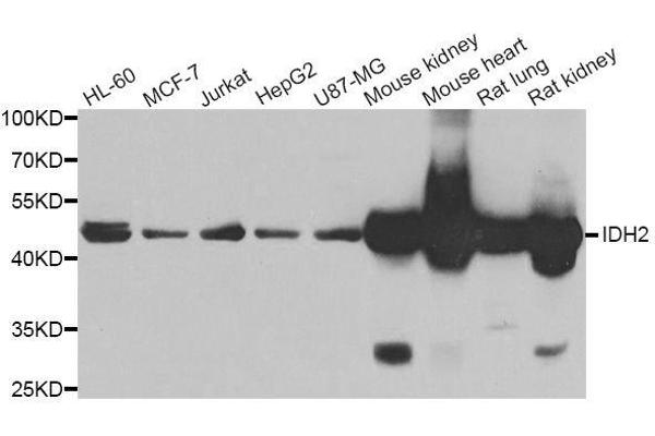 IDH2 anticorps  (AA 193-452)