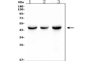 Western blot analysis of IDH1 using anti-IDH1 antibody (ABIN7602760). (IDH1 抗体  (C-Term))