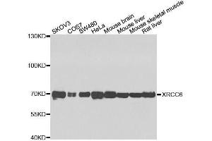 Western blot analysis of extracts of various cell lines, using XRCC6 antibody. (XRCC6 抗体  (AA 500-600))