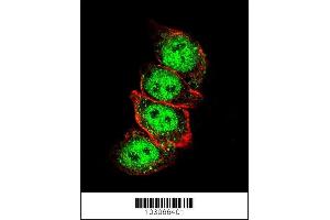 Confocal immunofluorescent analysis of Cyclin D1 Antibody (S90) (ABIN389146 and ABIN2850438) with Hela cell followed by Alexa Fluor 488-conjugated goat anti-rabbit lgG (green). (Cyclin D1 抗体  (AA 68-97))