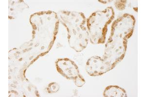 anti-RD RNA Binding Protein (RDBP) (AA 330-380) antibody