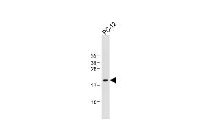 Western Blotting (WB) image for anti-Inhibitor of DNA Binding 1, Dominant Negative Helix-Loop-Helix Protein (ID1) (AA 66-93) antibody (ABIN655663)