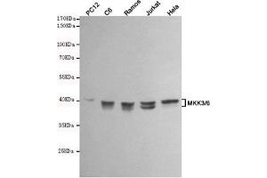 Western blot analysis of extracts from PC12,C6,Ramos,Jurkat and Hela cell lysates using MKK3/6 mouse mAb (1:1000 diluted). (MKK3/6 抗体)
