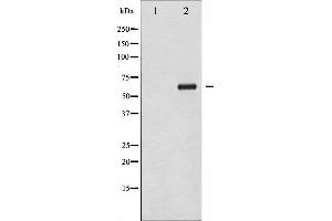 Western blot analysis of Chk2 phosphorylation expression in UV treated COS7 whole cell lysates,The lane on the left is treated with the antigen-specific peptide. (CHEK2 抗体  (pThr383))