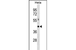 CBX8 Antibody  (ABIN389089 and ABIN2839284) western blot analysis in Hela cell line lysates (35 μg/lane). (CBX8 抗体  (C-Term))