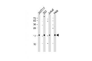 All lanes : Anti-SUMO4 Antibody (M55 Wild type) at 1:2000 dilution Lane 1: 293T-17 whole cell lysate Lane 2: 293 whole cell lysate Lane 3: Jurkat whole cell lysate Lane 4: Hela whole cell lysate Lysates/proteins at 20 μg per lane. (SUMO4 抗体  (AA 34-63))