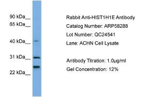 Western Blotting (WB) image for anti-Histone H1.4 (HIST1H1E) (N-Term) antibody (ABIN2787625)