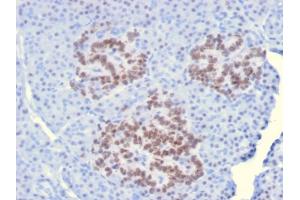 Formalin-fixed, paraffin-embedded human Pancreas stained with HNF1A Mouse Monoclonal Antibody (HNF1A/2087). (HNF1A 抗体  (AA 214-339))