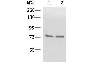 Western blot analysis of Raji and 231 cell lysates using SCMH1 Polyclonal Antibody at dilution of 1:1000 (SCMH1 抗体)