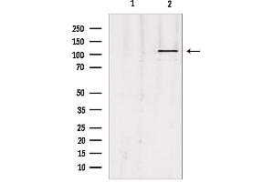 Western blot analysis of extracts from Hepg2, using UBE1L Antibody. (UBA7 抗体  (C-Term))
