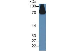Western blot analysis of Mouse Serum, using Rabbit Anti-Mouse a2PI Antibody (2 µg/ml) and HRP-conjugated Goat Anti-Rabbit antibody (abx400043, 0. (alpha 2 Antiplasmin 抗体  (AA 348-491))