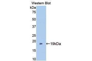 Western Blotting (WB) image for anti-Bone Morphogenetic Protein 2 (BMP2) (AA 117-267) antibody (ABIN3209734) (BMP2 抗体  (AA 117-267))