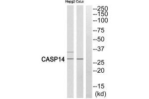 Western Blotting (WB) image for anti-Caspase 14, Apoptosis-Related Cysteine Peptidase (CASP14) (Cleaved-Lys222) antibody (ABIN1853488) (CASP14 抗体  (Cleaved-Lys222))