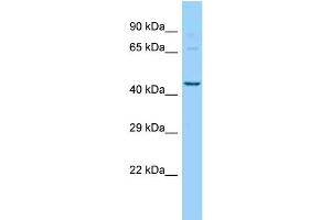 WB Suggested Anti-Pigu Antibody   Titration: 1. (PIGU 抗体  (N-Term))