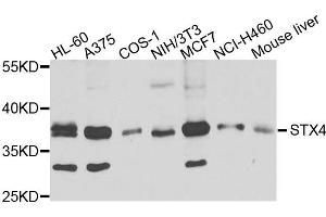 Western blot analysis of extracts of various cells, using STX4 antibody. (Syntaxin 4 抗体)