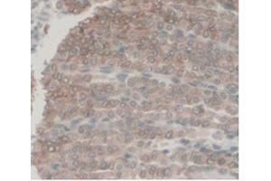 IHC-P analysis of Mouse Stomach Tissue, with DAB staining. (C5A 抗体  (AA 679-755))
