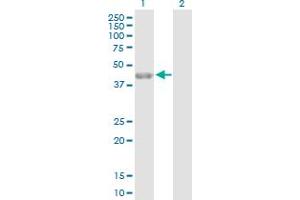 Western Blot analysis of PARD6A expression in transfected 293T cell line by PARD6A MaxPab polyclonal antibody. (PARD6A 抗体  (AA 1-345))