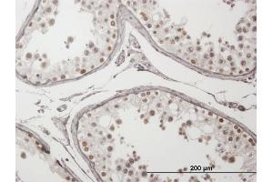 Immunoperoxidase of purified MaxPab antibody to ING4 on formalin-fixed paraffin-embedded human testis. (ING4 抗体  (AA 1-249))