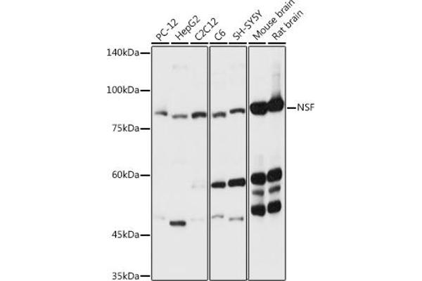 NSF Antikörper  (AA 1-250)