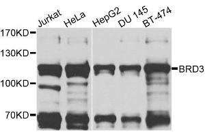 Western blot analysis of extracts of various cell lines, using BRD3 antibody (ABIN6003514) at 1/1000 dilution. (BRD3 抗体)
