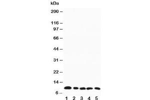 Western blot testing of MIP-1 beta antibody and mouse samples:  1. (CCL4 抗体  (AA 74-88))