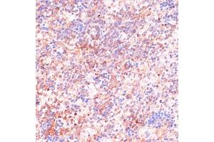 Immunohistochemistry of paraffin-embedded Rat spleen using CDC20 antibody (ABIN7266246) at dilution of 1:100 (40x lens). (CDC20 抗体  (AA 1-270))