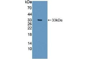 Western Blotting (WB) image for anti-Collagen, Type I, alpha 2 (COL1A2) (AA 1103-1366) antibody (ABIN7431329)