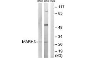 Western blot analysis of extracts from K562/COS7 cells, using MARCH3 Antibody. (MARCH3 抗体  (AA 111-160))