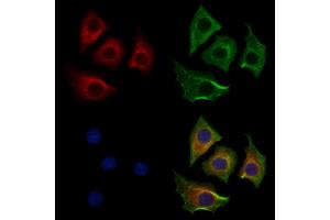 ABIN7094293 and ABIN7098340 staining HepG2 cells by IF/ICC. (HTRA1 抗体  (Internal Region))