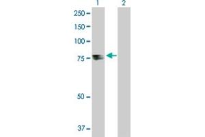 Western Blot analysis of TDP1 expression in transfected 293T cell line by TDP1 MaxPab polyclonal antibody. (TDP1 抗体  (AA 1-608))
