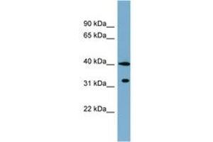 Image no. 1 for anti-Potassium Channel Tetramerisation Domain Containing 9 (KCTD9) (C-Term) antibody (ABIN6742050) (KCTD9 抗体  (C-Term))