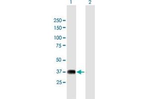 Western Blot analysis of NRBF2 expression in transfected 293T cell line by NRBF2 MaxPab polyclonal antibody. (NRBF2 抗体  (AA 1-287))