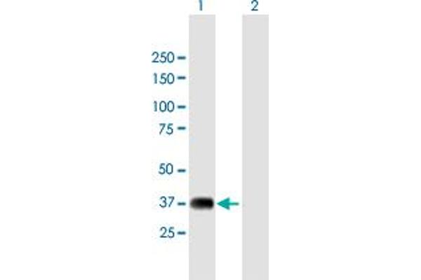 NRBF2 anticorps  (AA 1-287)